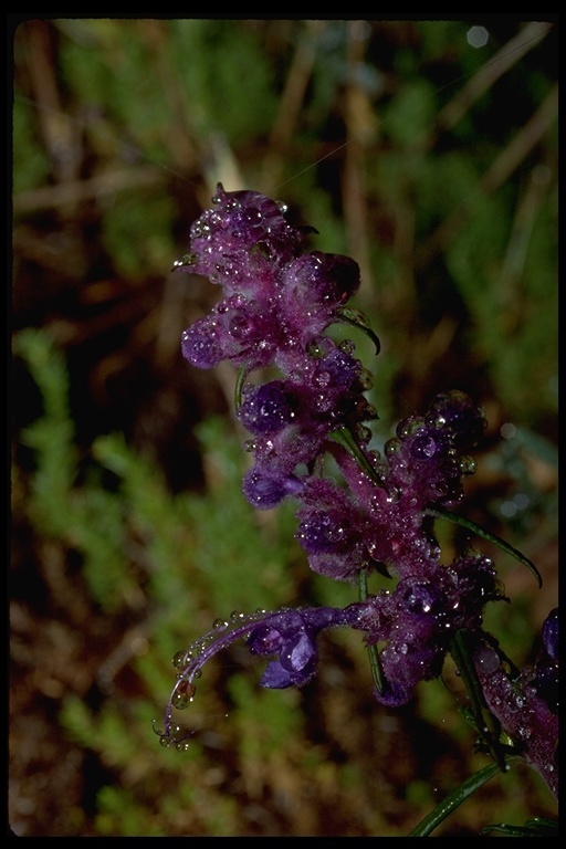 Image of woolly bluecurls