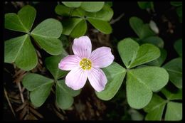 Image of redwood-sorrel