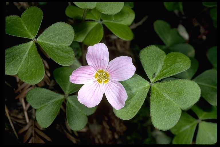 Image of redwood-sorrel