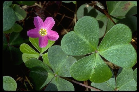 Image of redwood-sorrel