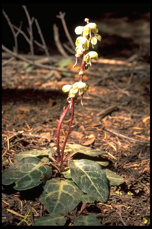 Image of whiteveined wintergreen