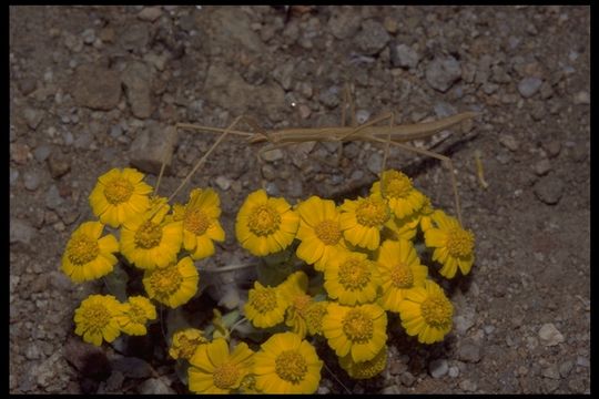 صورة Parabacillus hesperus Hebard 1934