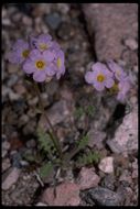 Image of Fremont's phacelia