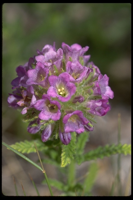 Image of Rothrock's fiddleleaf