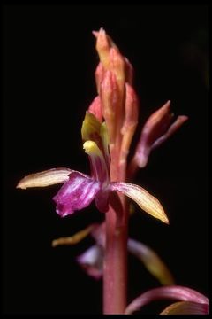 Image of Pacific coralroot