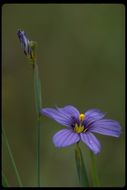 Image of western blue-eyed grass