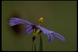 Image of western blue-eyed grass