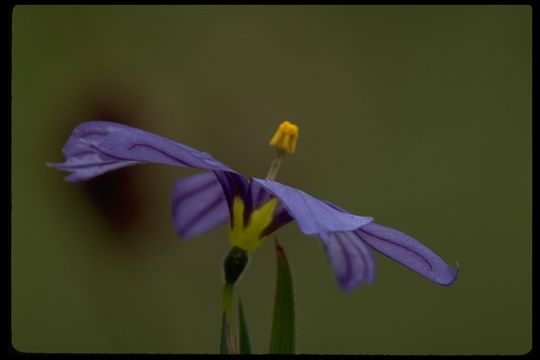 Image of western blue-eyed grass