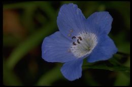 Image of baby blue eyes