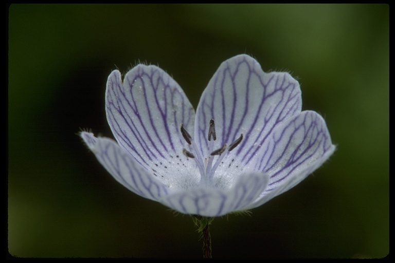 Image of baby blue eyes