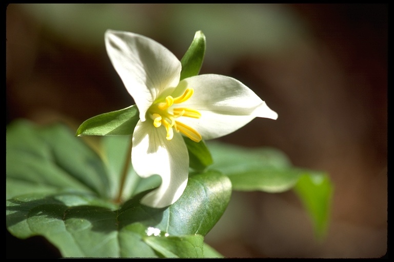 Image of Pacific trillium