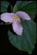 Image of Pacific trillium