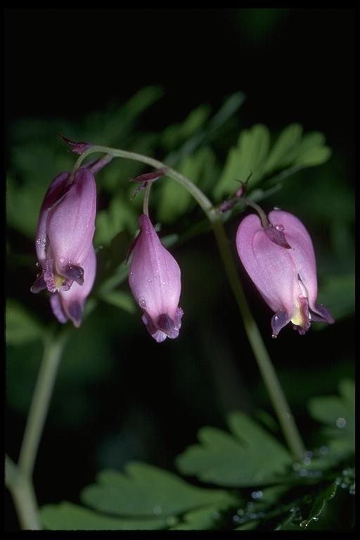 Image of Pacific bleeding heart