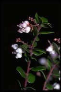 Image of glossyleaf manzanita