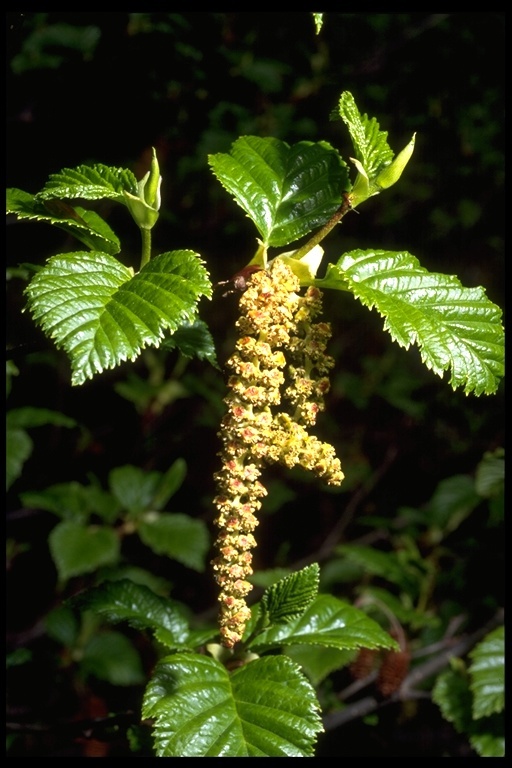 Sivun Alnus incana subsp. tenuifolia (Nutt.) Breitung kuva