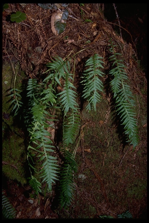 Polypodium glycyrrhiza D. C. Eat.的圖片