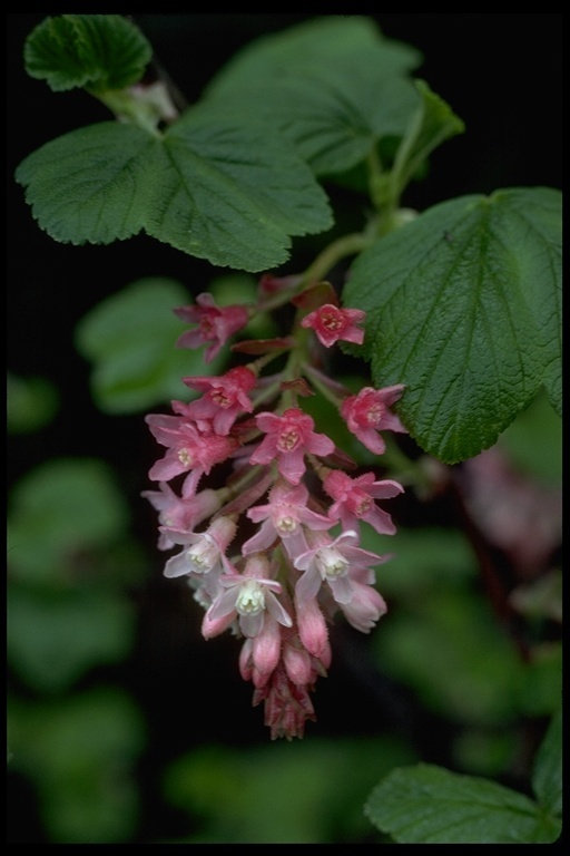 Imagem de Ribes sanguineum Pursh