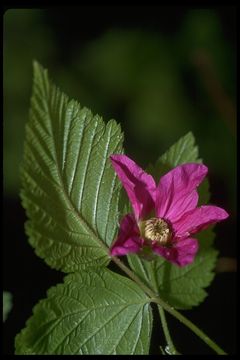 Image of salmonberry