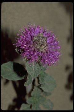 Image of crisped monardella