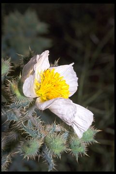 Image of flatbud pricklypoppy