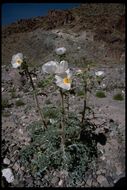 Image of flatbud pricklypoppy