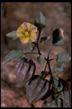 Image of yellow nightshade groundcherry