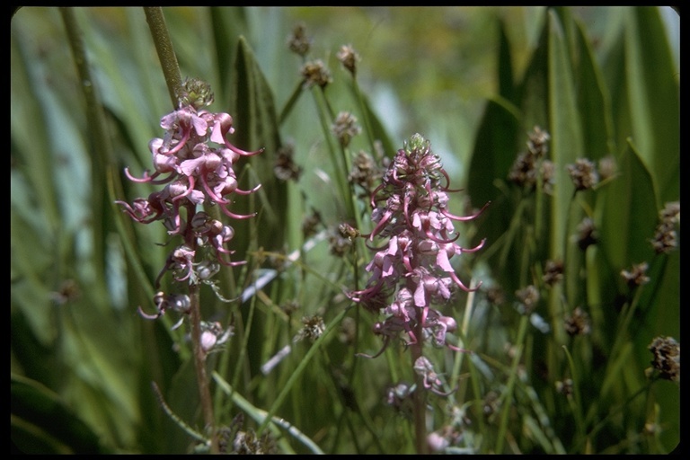 Image of elephanthead lousewort