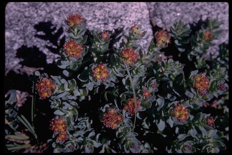 Image of ledge stonecrop