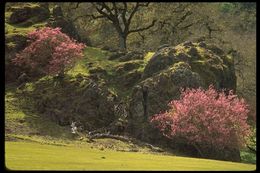 Cercis canadensis var. texensis (S. Watson) M. Hopkins resmi