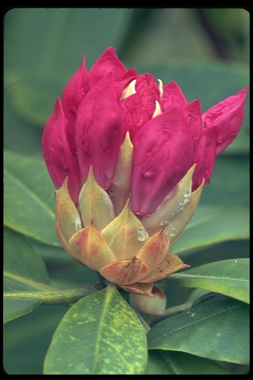 Image of Pacific rhododendron