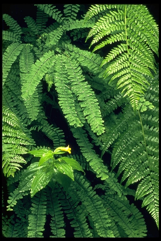 Слика од Adiantum aleuticum (Rupr.) C. A. Paris