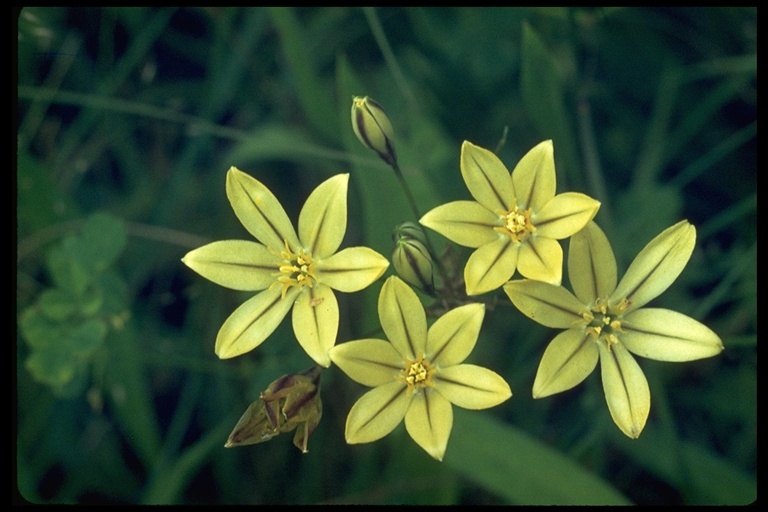 Sivun Triteleia ixioides (Dryand. ex W. T. Aiton) Greene kuva