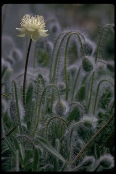 Image of Platystemon californicus Benth.