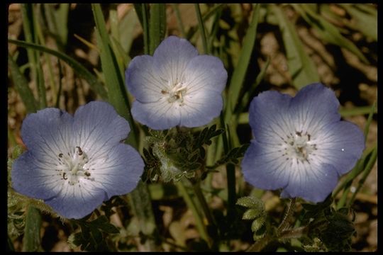 Image of baby blue eyes