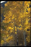 Image of quaking aspen