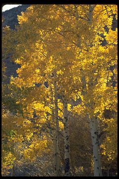 Image of quaking aspen