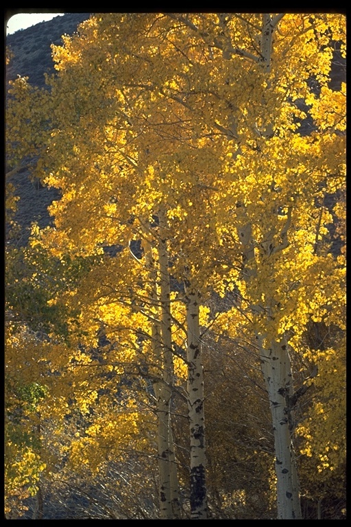 Image of quaking aspen