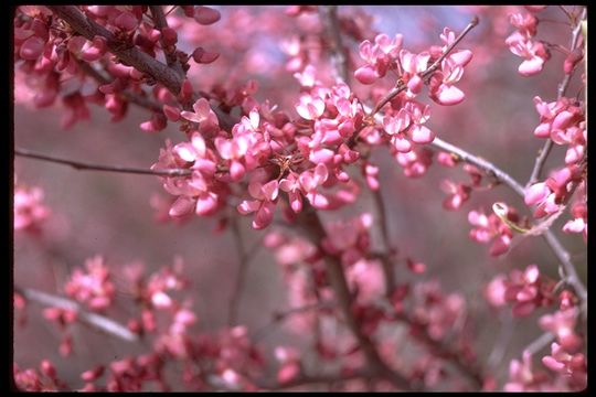 Cercis canadensis var. texensis (S. Watson) M. Hopkins的圖片