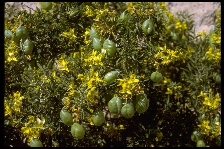 Image of <i>Peritoma arborea</i>