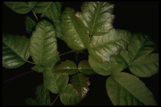 Imagem de Toxicodendron diversilobum (Torr. & Gray) Greene