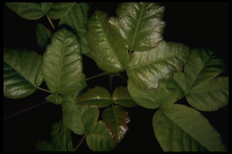 Image of Pacific poison oak