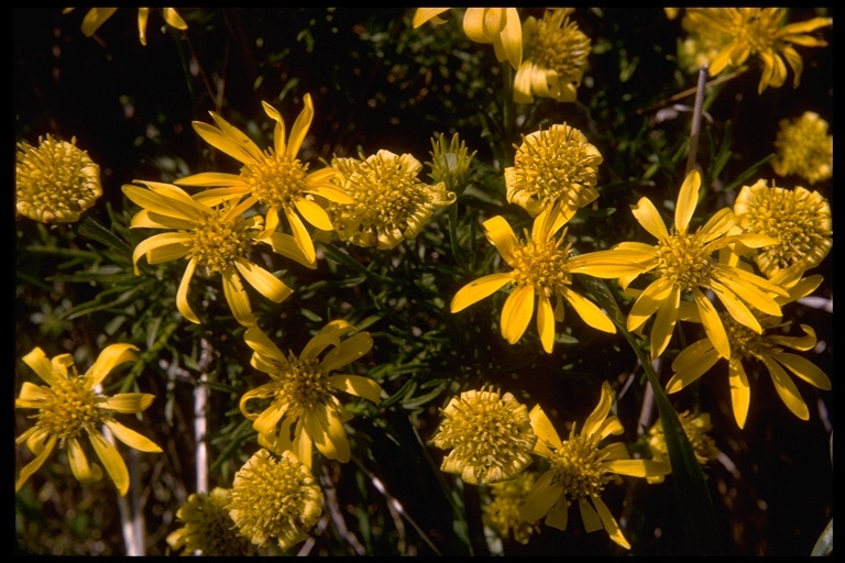 Image of narrowleaf goldenbush