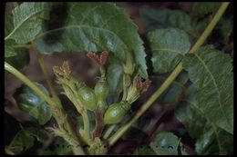 Image of Northern California Black Walnut