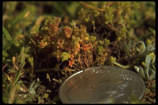 Image of sand pygmyweed