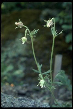 Imagem de Geum triflorum var. ciliatum (Pursh) Fassett