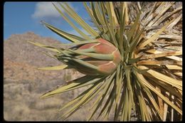 Слика од Yucca brevifolia Engelm.