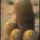 Image of Compass Barrel Cactus