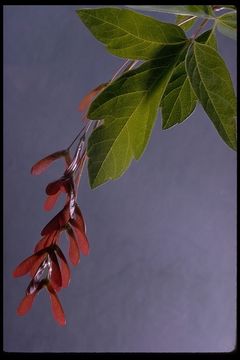 Imagem de Acer negundo var. californicum (Torr. & Gray) Sarg.