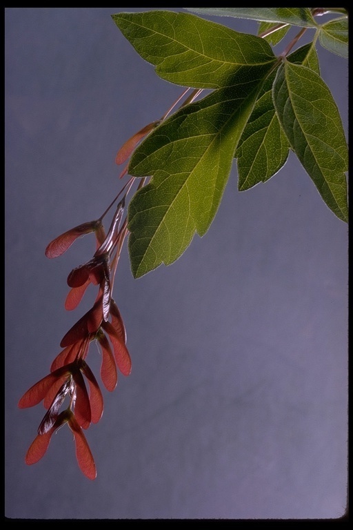 Imagem de Acer negundo var. californicum (Torr. & Gray) Sarg.