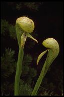 Image of California pitcherplant